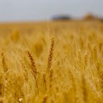 Valor Bruto da Produção Agropecuária do Paraná deve ultrapassar R$ 200 bilhões em 2025