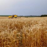 Paraná inicia colheita de 2,6 milhões de toneladas de trigo, principal cultura de inverno