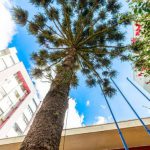 Meio Ambiente de Pato Branco suspende retirada de araucária no centro da cidade