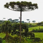 MPF obtém condenação por desmatamento em terra indígena no Paraná